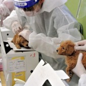 Bắt buộc cấy vi mạch cho chó mèo tại Nhật từ ngày 1/6